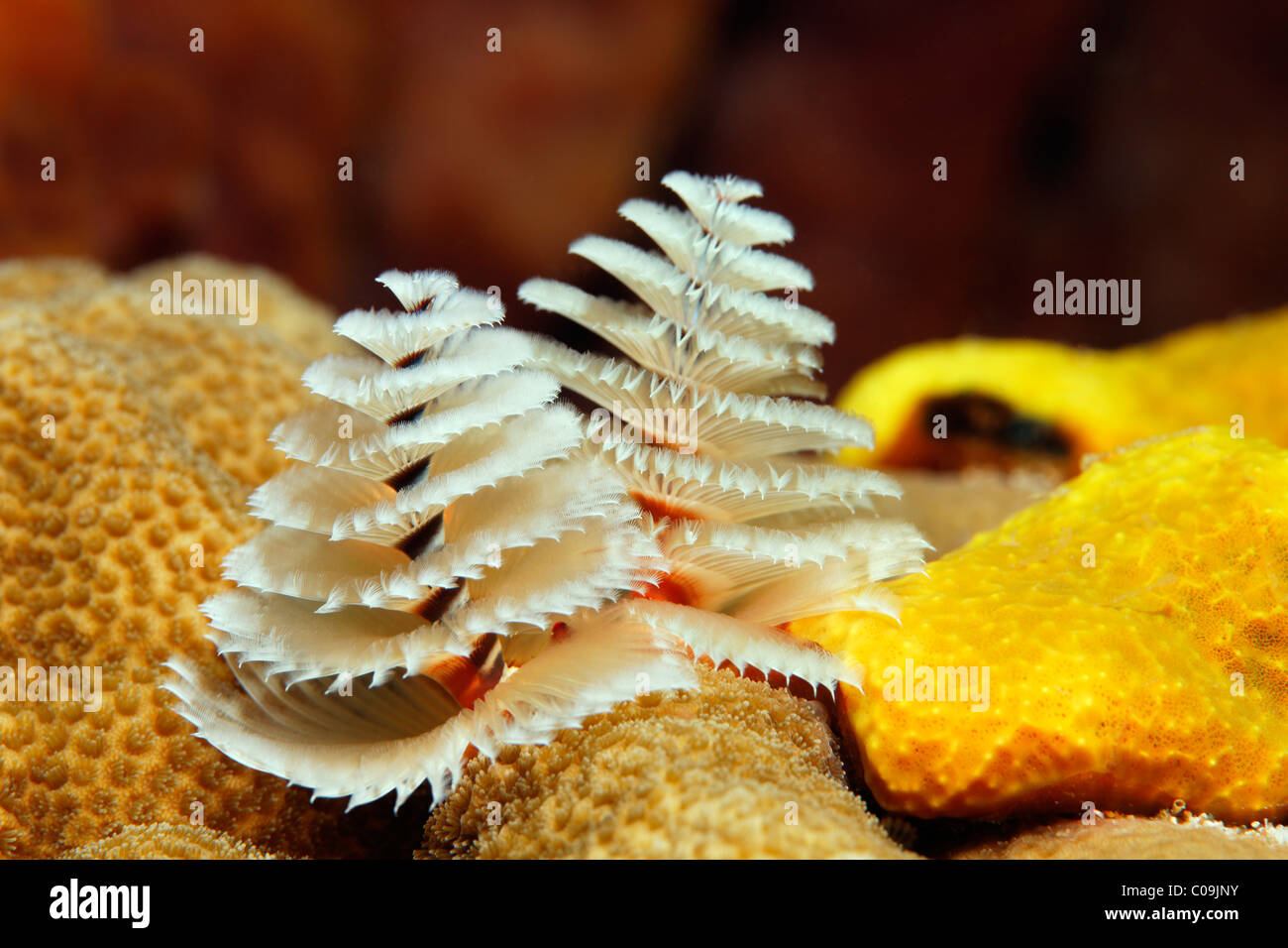 Christmastree worm (Spirobranchus giganteus), Little Tobago, Speyside, Trinidad and Tobago, Lesser Antilles, Caribbean Sea Stock Photo
