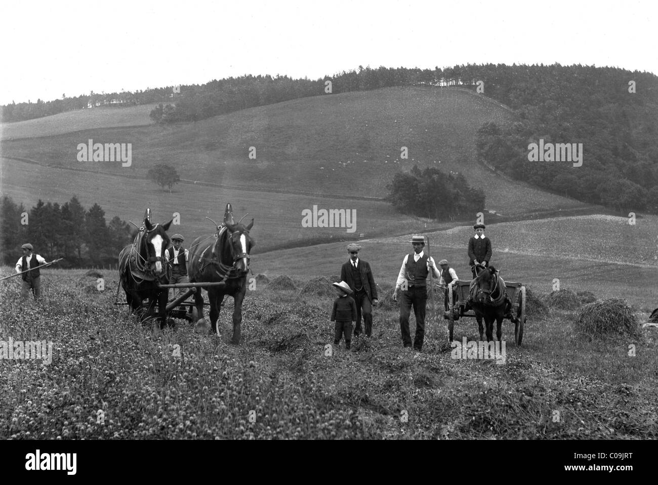 Harvesting corn with horses hires stock photography and images Alamy