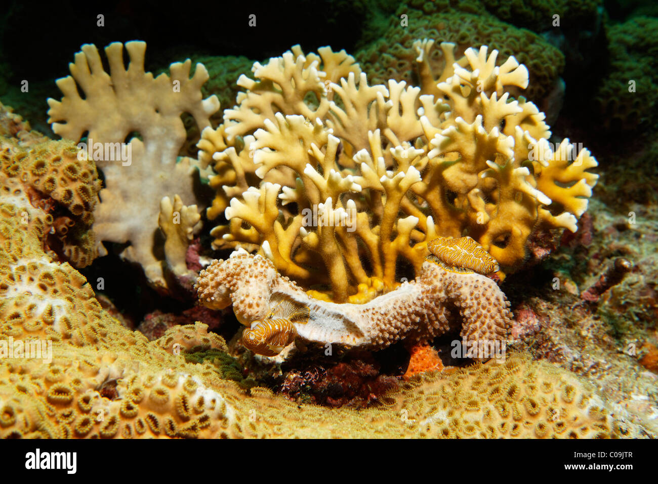 Fingerprint Cyphomas (Cyphoma signatum) feeding on soft coral, Little Tobago, Speyside, Trinidad and Tobago, Lesser Antilles Stock Photo