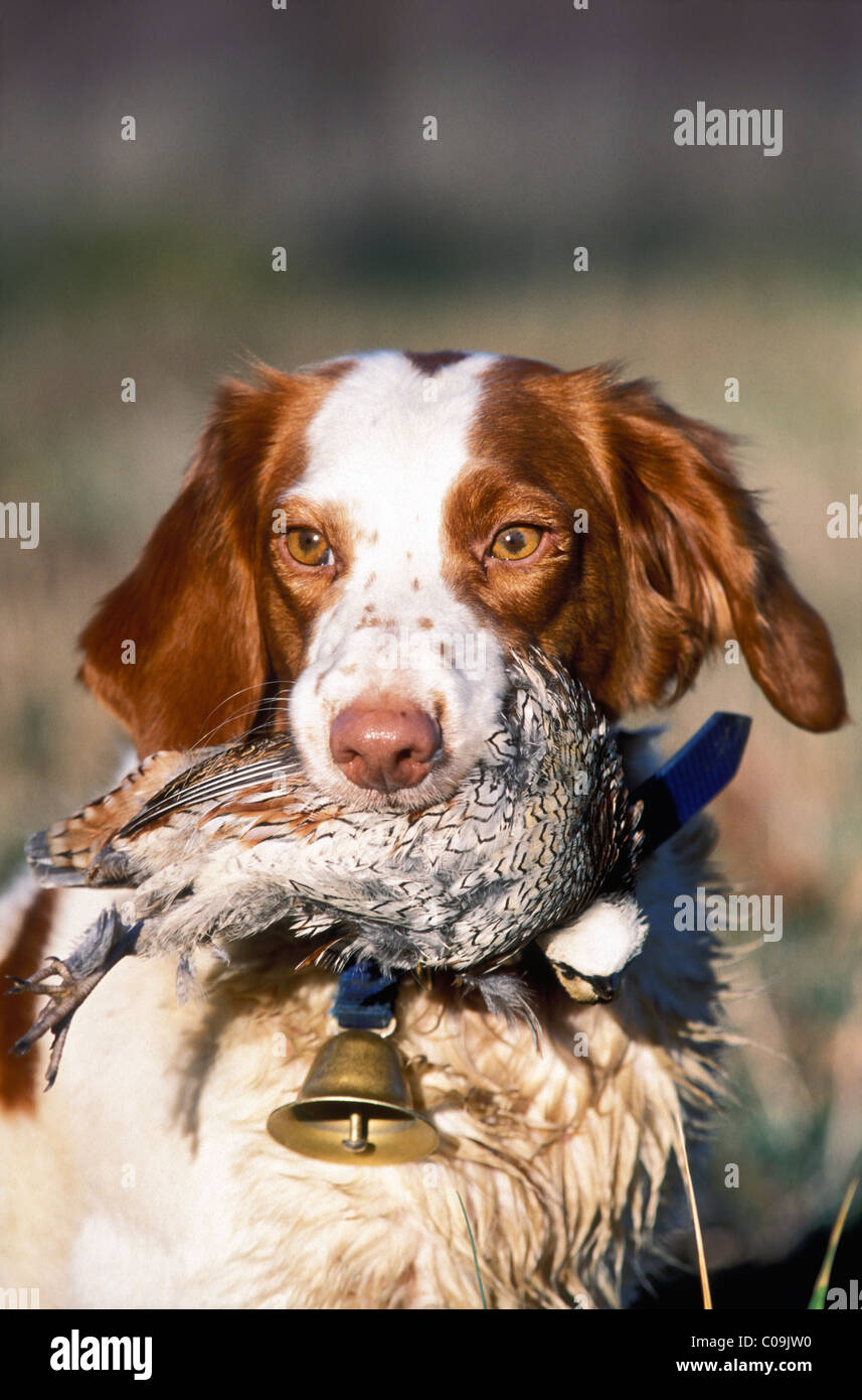 Alert Brittany Bird Dog Retrieving Bobwhite Quail in Indiana Stock