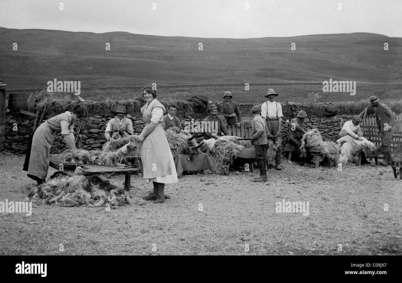 Sheep shearing Scottish Borders Stock Photo Alamy