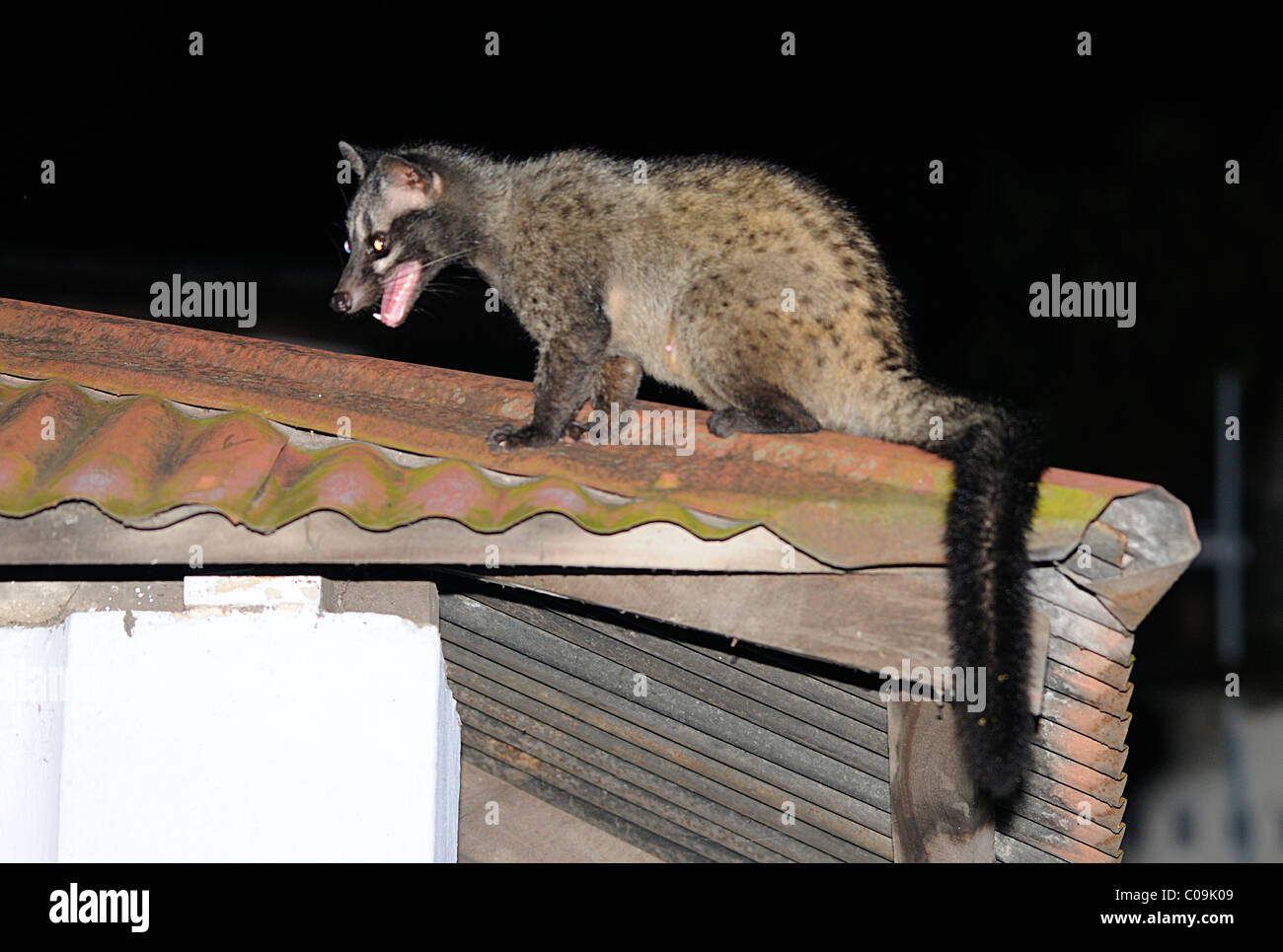 Plum Civet... Stock Photo