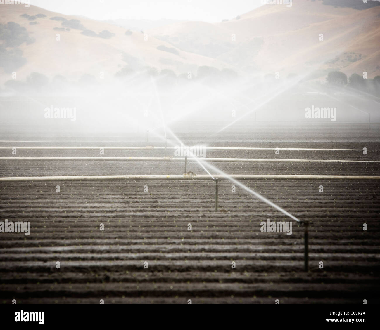 Irrigation sprinklers in the Salinas Valley, California Stock Photo Alamy