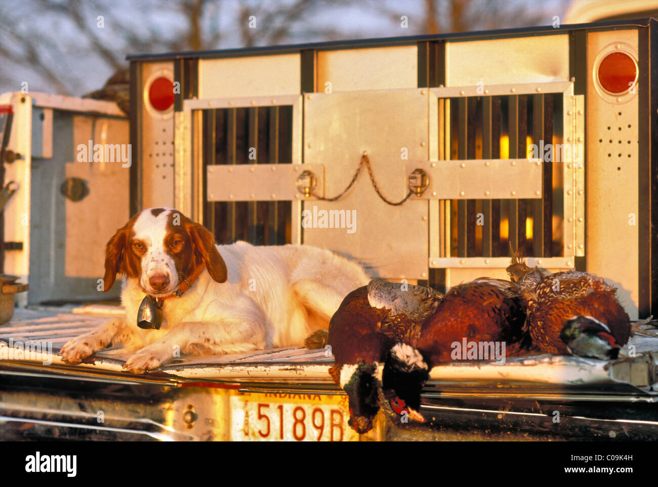 Brittany Bird Dog Laying Beside Harvested Ringneck Pheasants on the Tailgate of a Truck in Indiana Stock Photo