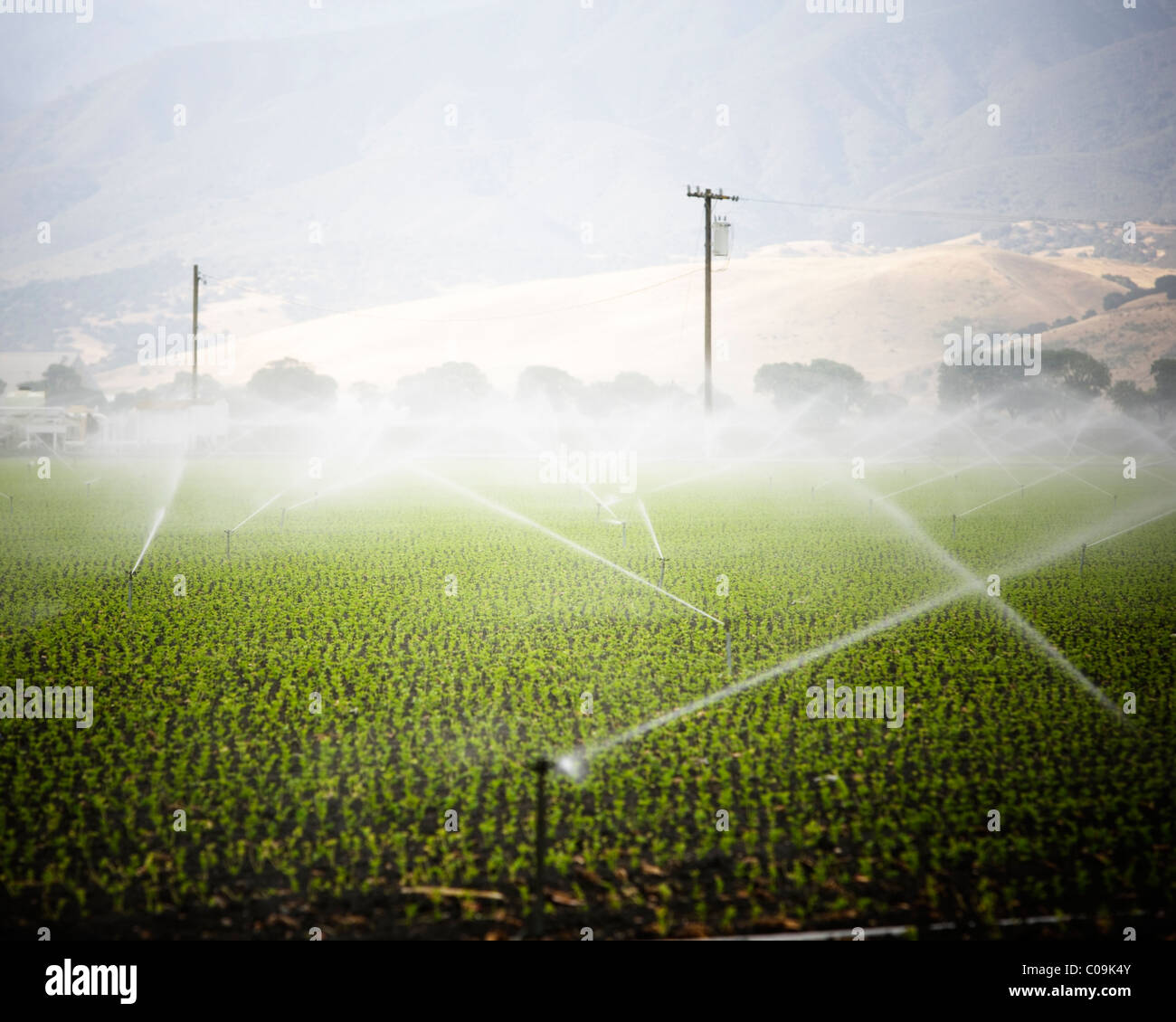 Irrigation sprinklers in the Salinas Valley, California Stock Photo Alamy