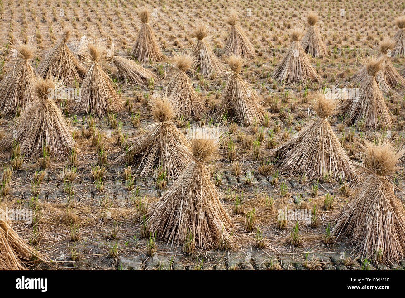 Rice straw stacked for drying after harvest, dry rice fields in Hualien