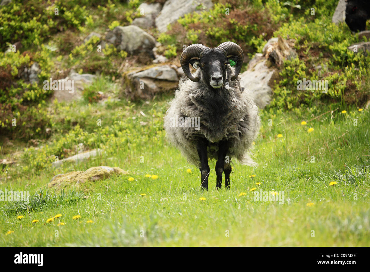 Sheep, Sorlandet, Norway, Scandinavia, Europe Stock Photo