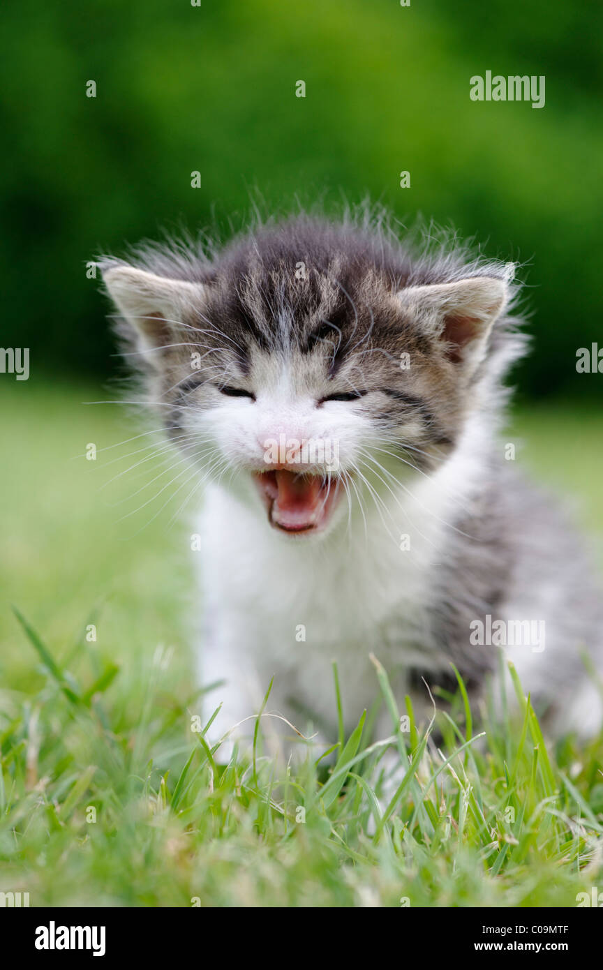 Kitten Inages Kitten photos hi-res stock photography and images - Alamy