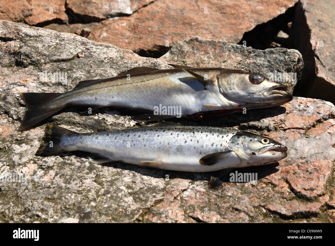 Fish on rocks, Sorlandet, Norway, Europe Stock Photo