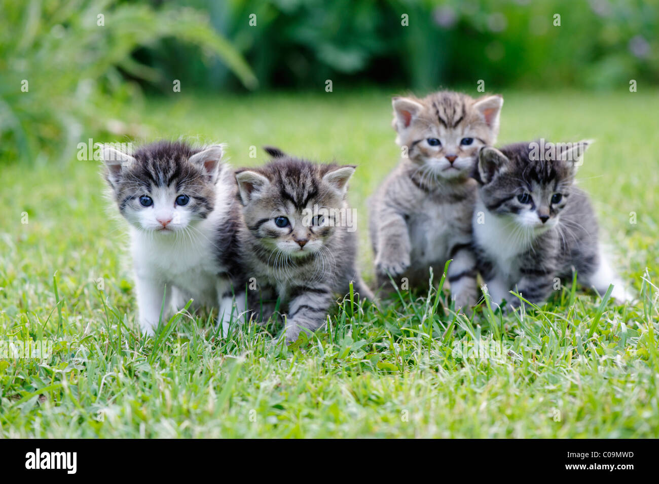 Kittens Stock Photo