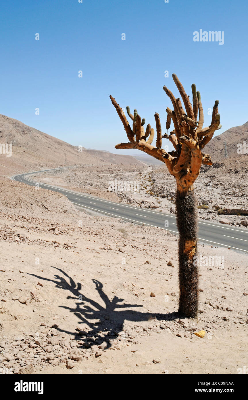 Candelabra cactus, road, Atacama desert, desert mountains, Arica, Norte Grande, northern Chile