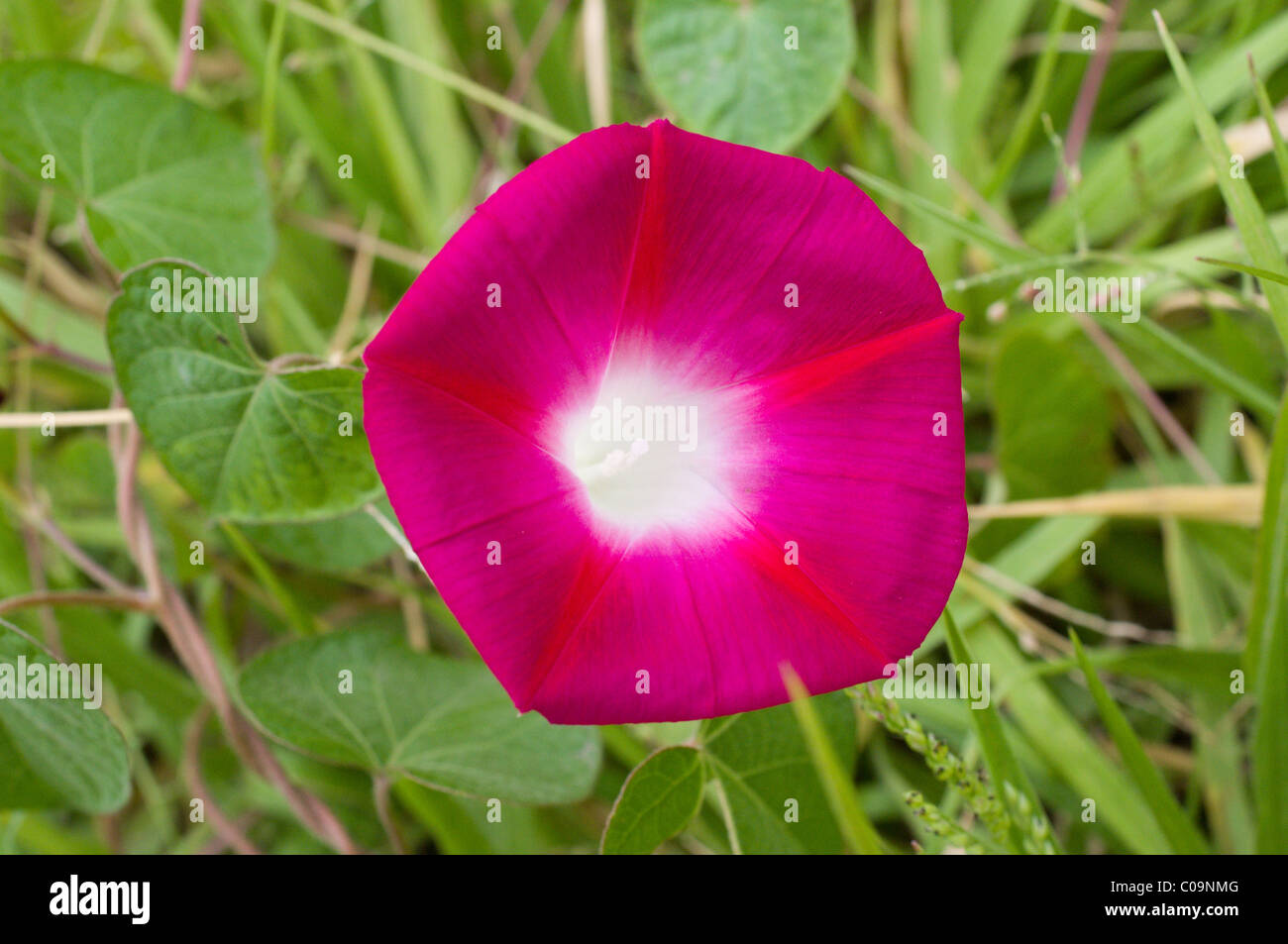 Photo of a Morning glory flower (Ipomoea Violacea) in Mexico Stock Photo