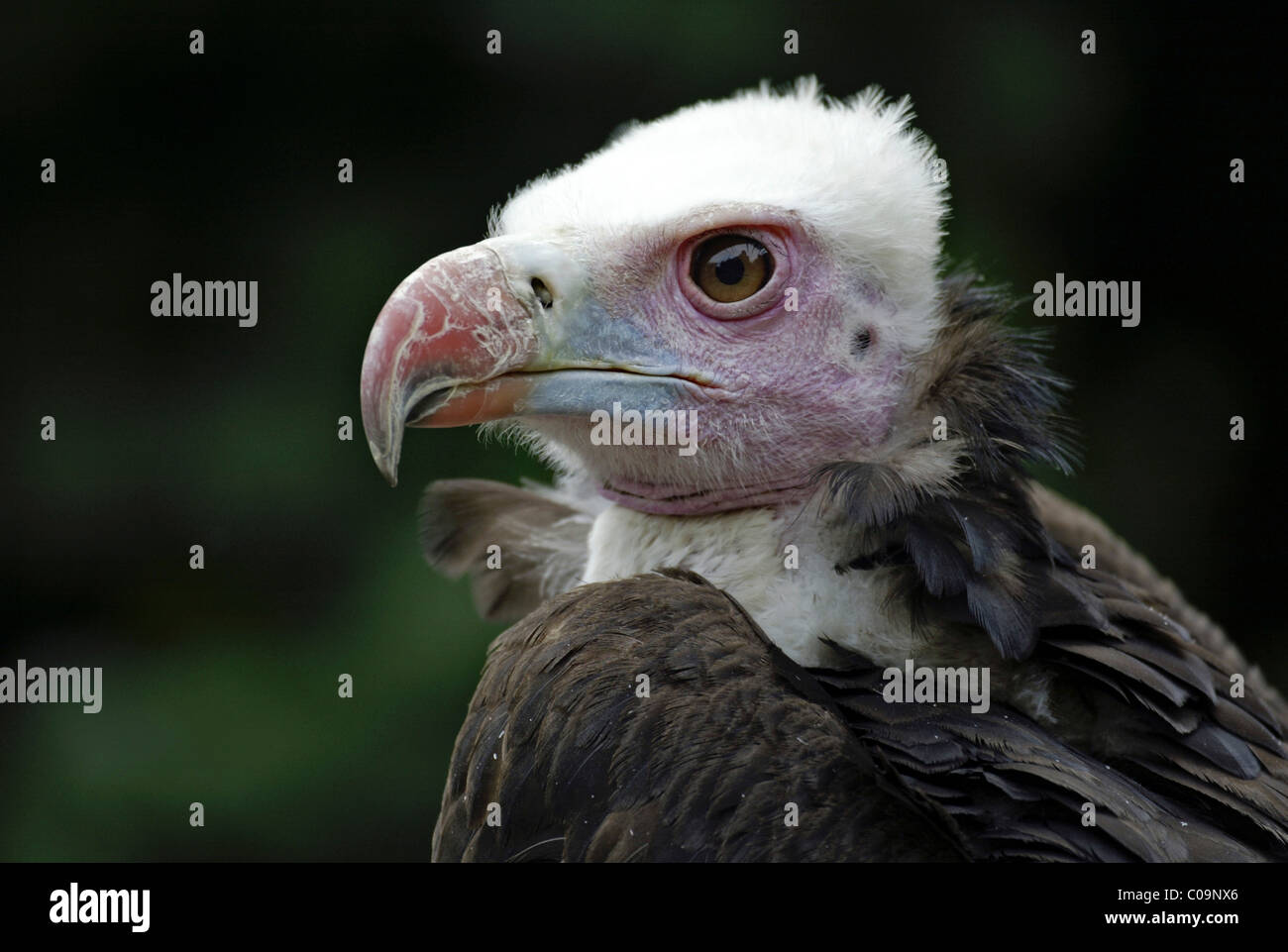 Occipital hi-res stock photography and images - Alamy