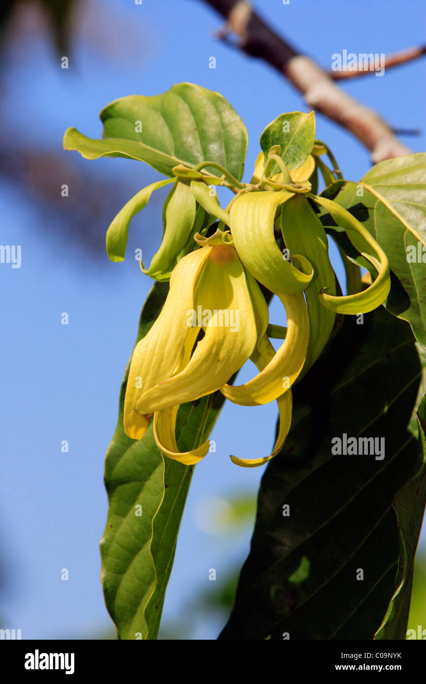Ylangylang or cananga tree (Cananga odorata), flowering, Nosy Be