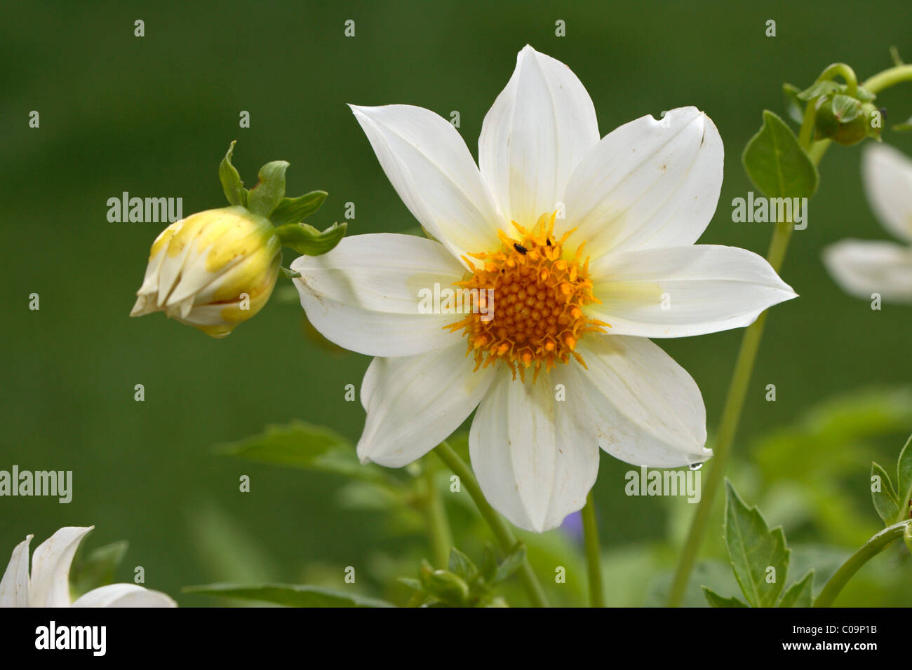 Dwarf Dahlia (Dahlia variabilis), flower Stock Photo