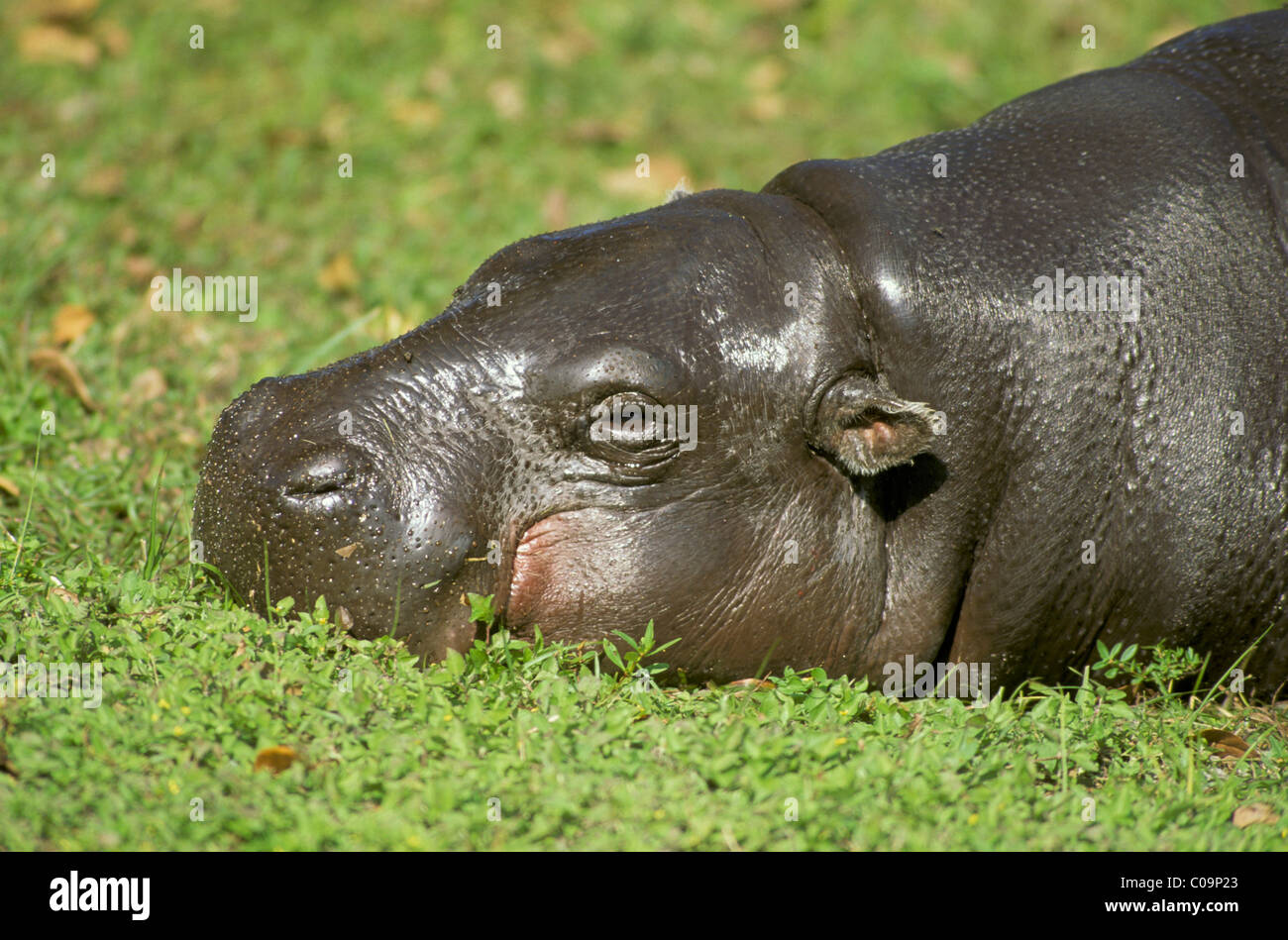 Pygmy hippopotamus (Choeropsis liberiensis or Hexaprotodon liberiensis) Stock Photo