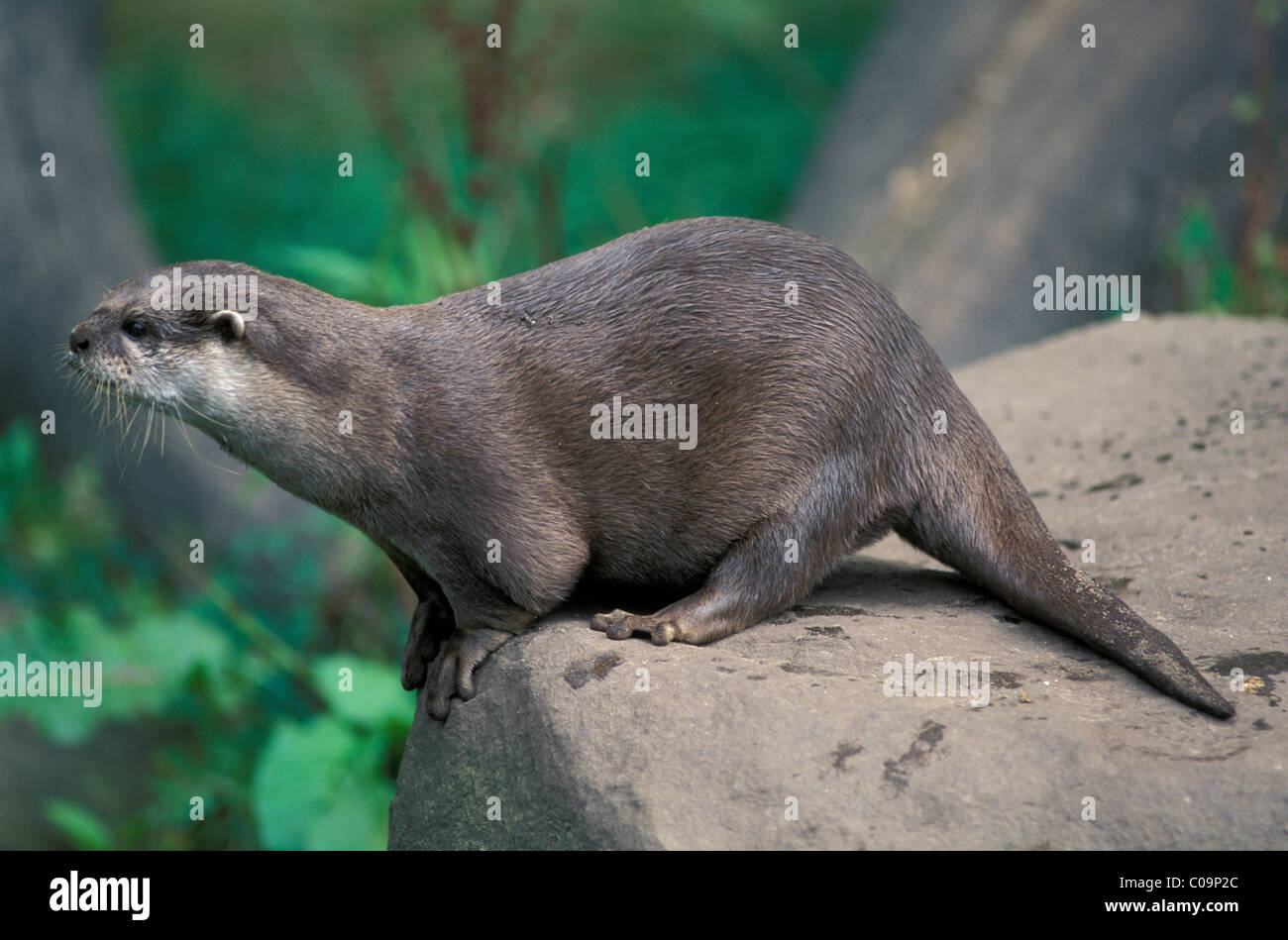Oriental Small-clawed Otter or Asian Small-clawed Otter (Aonyx cinerea), Southeast Asian habitat Stock Photo