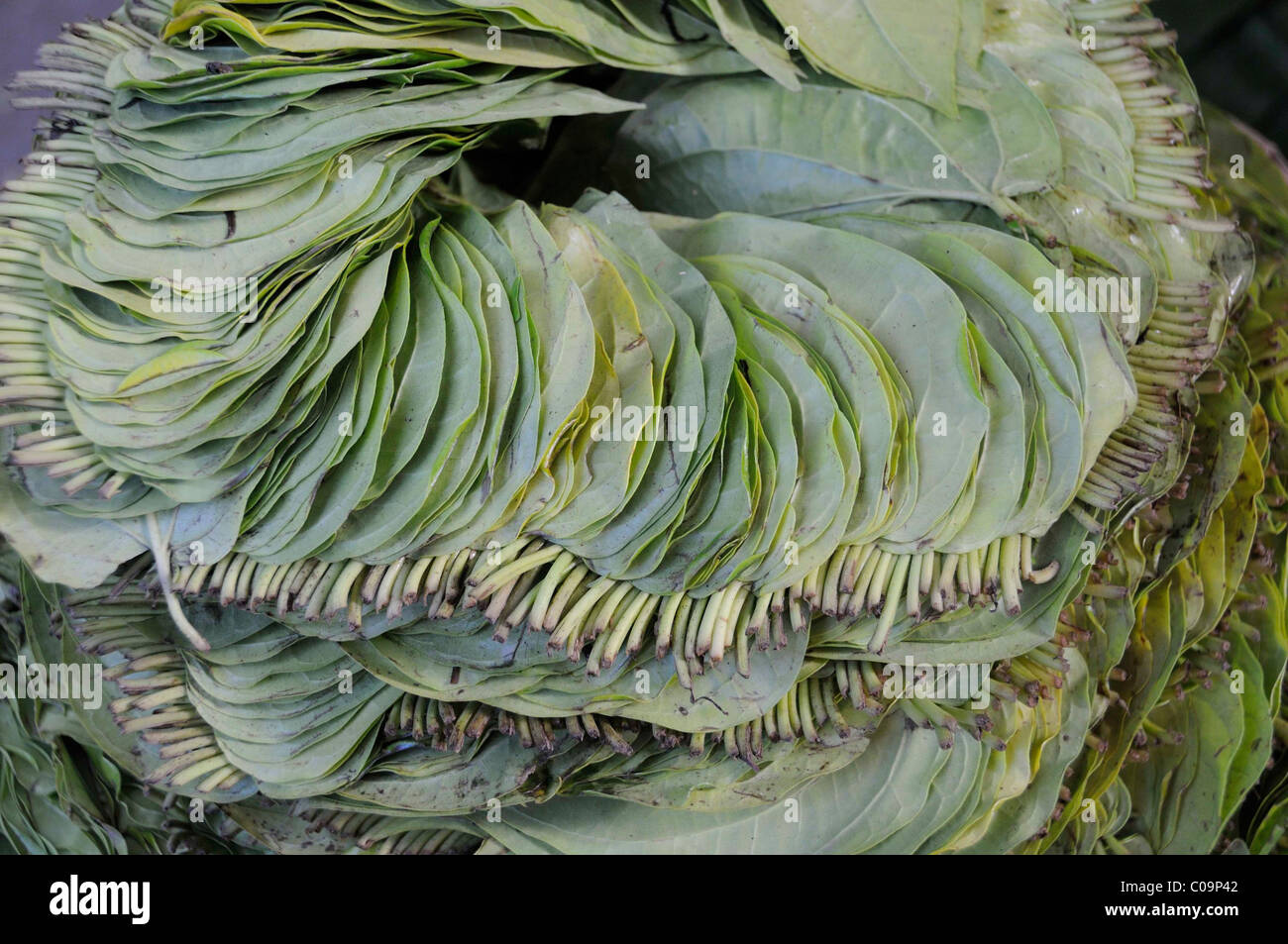 Background, Betel leaves (Piper betle) for chewing sold on the market, Pagan, Mandalay, Burma, Southeast Asia, Asia Stock Photo