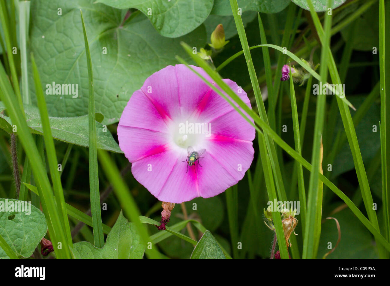 Photo of a Morning glory flower (Ipomoea Violacea) with a green bottle fly  in Mexico Stock Photo