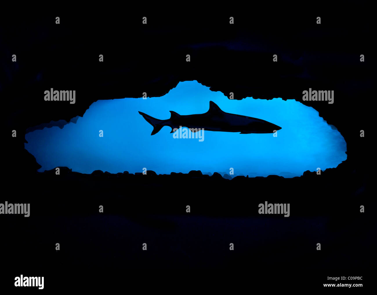 Whitetip shark (Carcharhinus longimanus) in a cave, Cebu, Visayas, Philippines, Southeast Asia, Asia Stock Photo