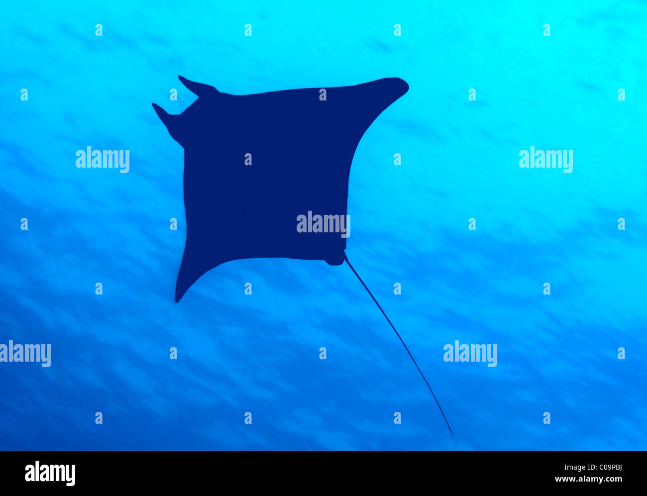 Devil fish, ray (Mobula) Stock Photo