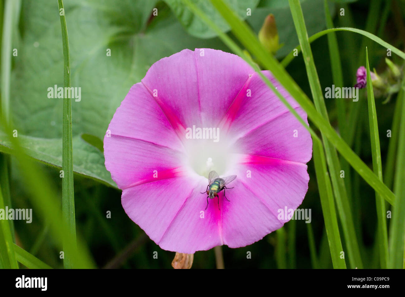 Photo of a Morning glory flower (Ipomoea Violacea) with a green bottle fly in Mexico Stock Photo