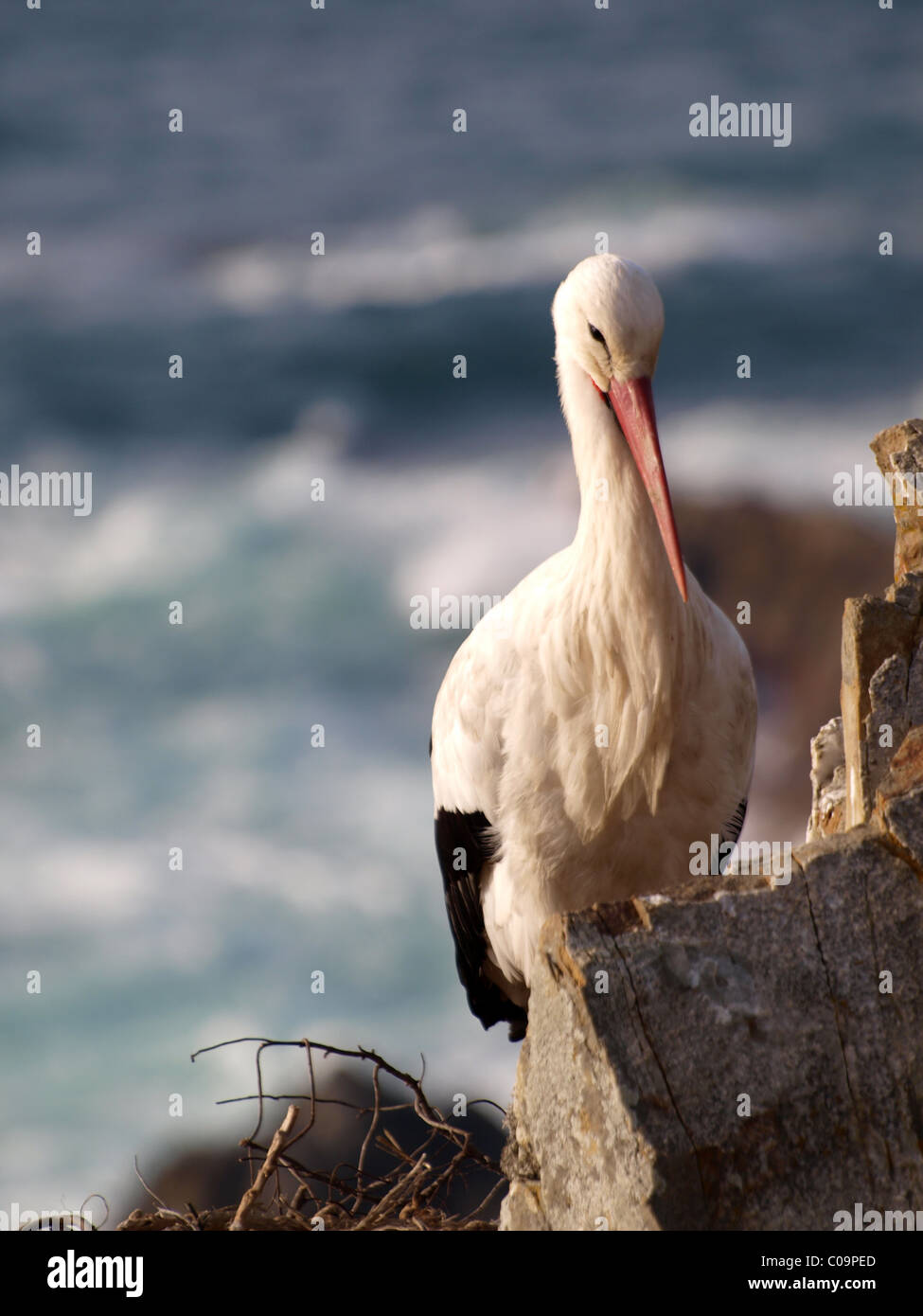 Stork in the nest on top of a cliff in Alentejo, Portugal Stock Photo