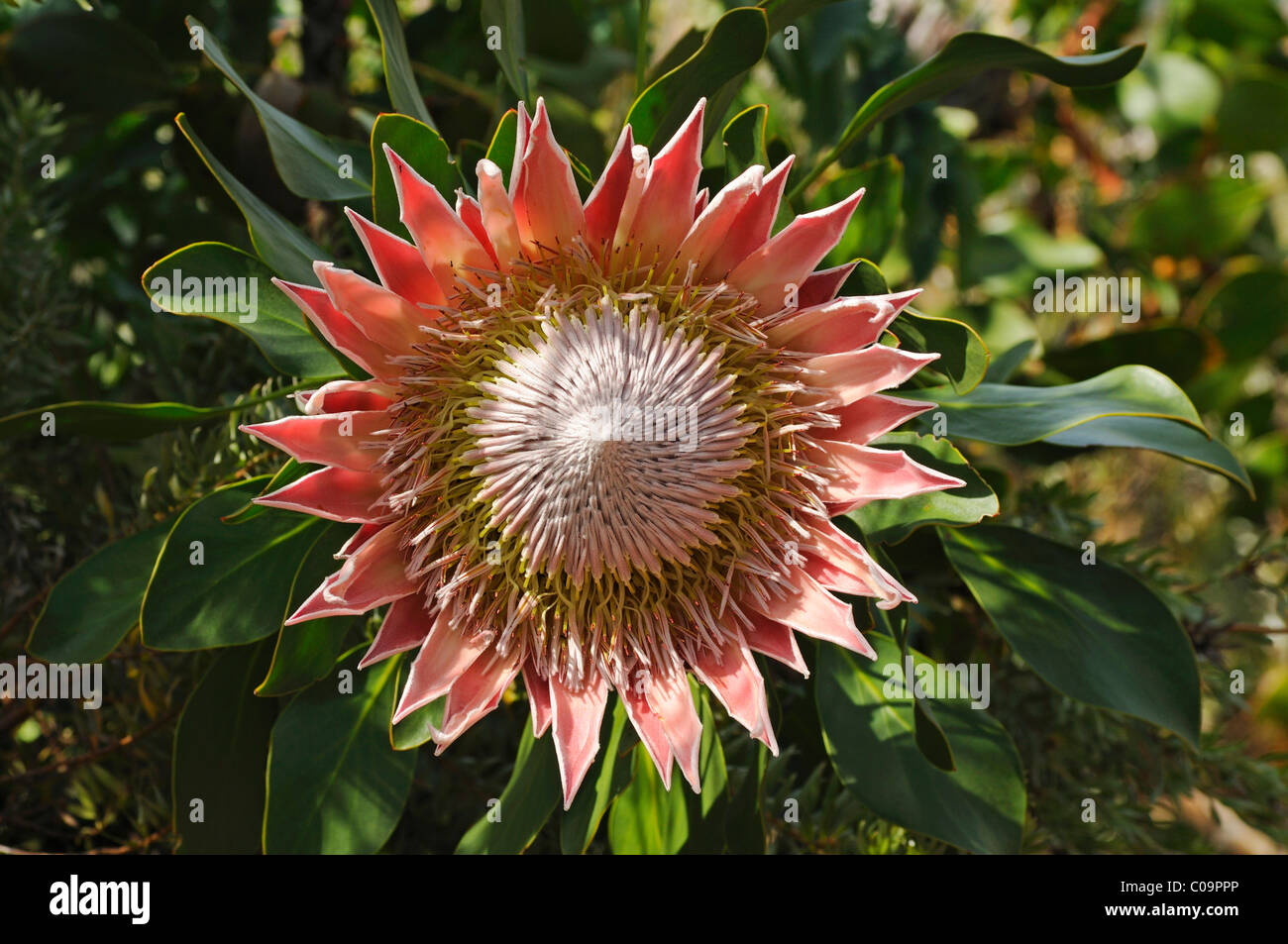King Protea (Protea cynaroides), national flower of South Africa, Cape