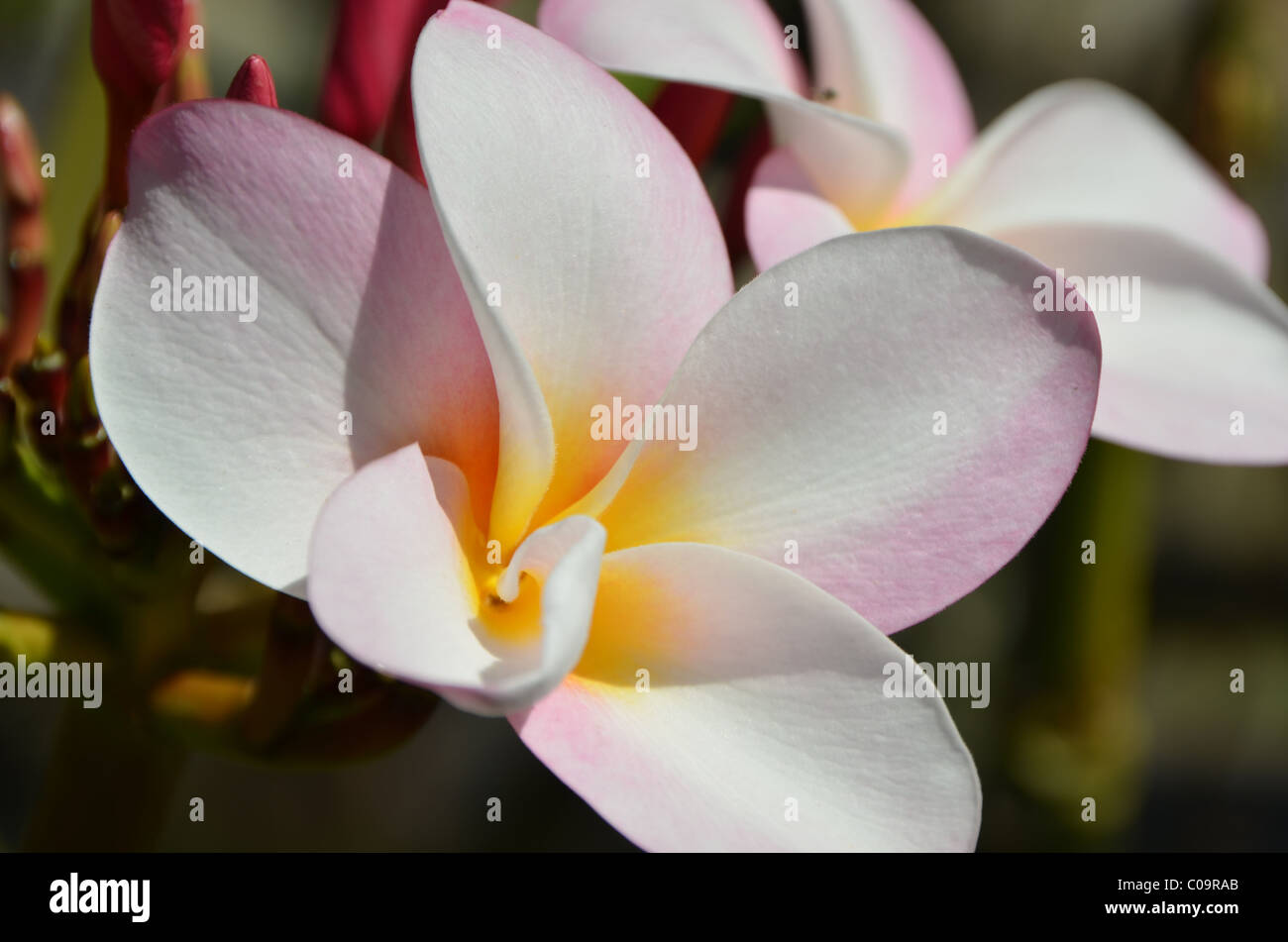 Flora of hawaiian islands hi-res stock photography and images - Alamy