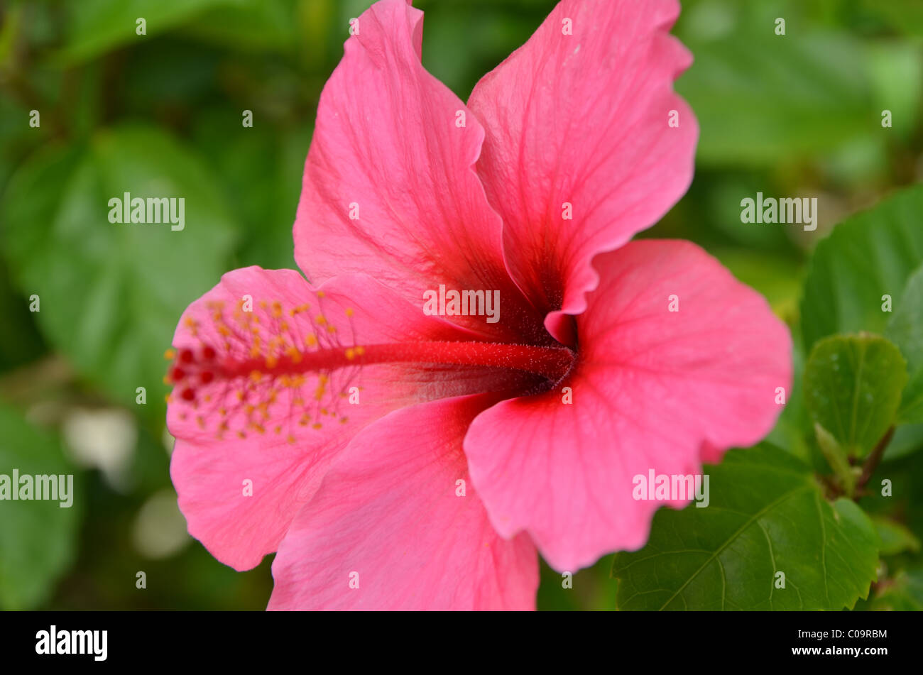 Tropic flower hires stock photography and images Alamy