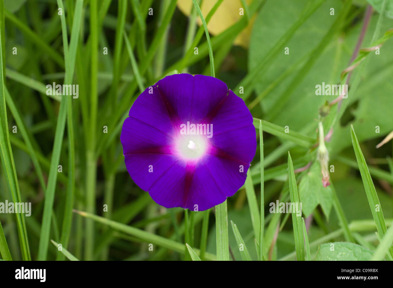 Photo of a Morning glory flower (Ipomoea Violacea) in Mexico Stock Photo