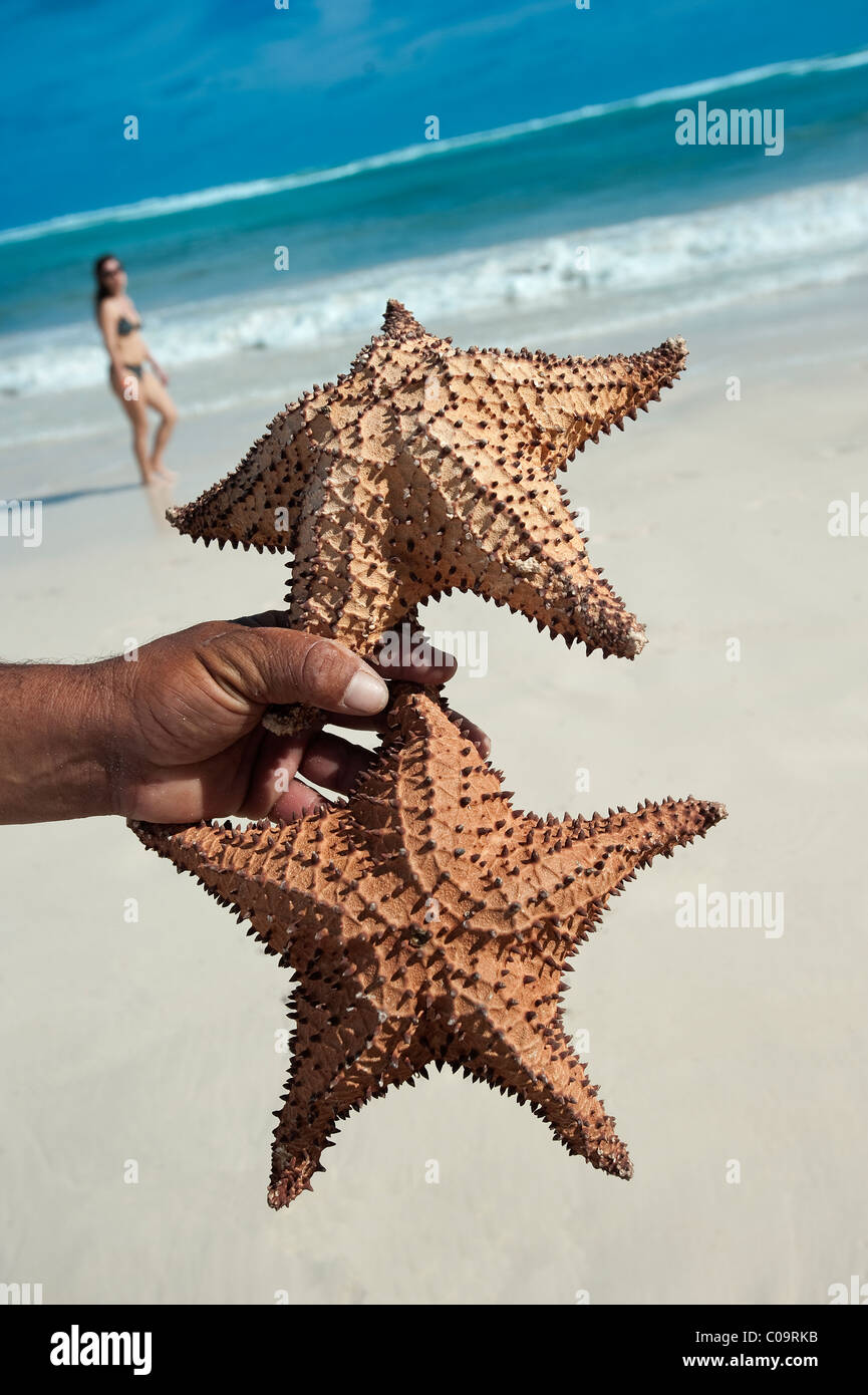 Souvenir star fish, Punta Cana, Dominican Republic Stock Photo