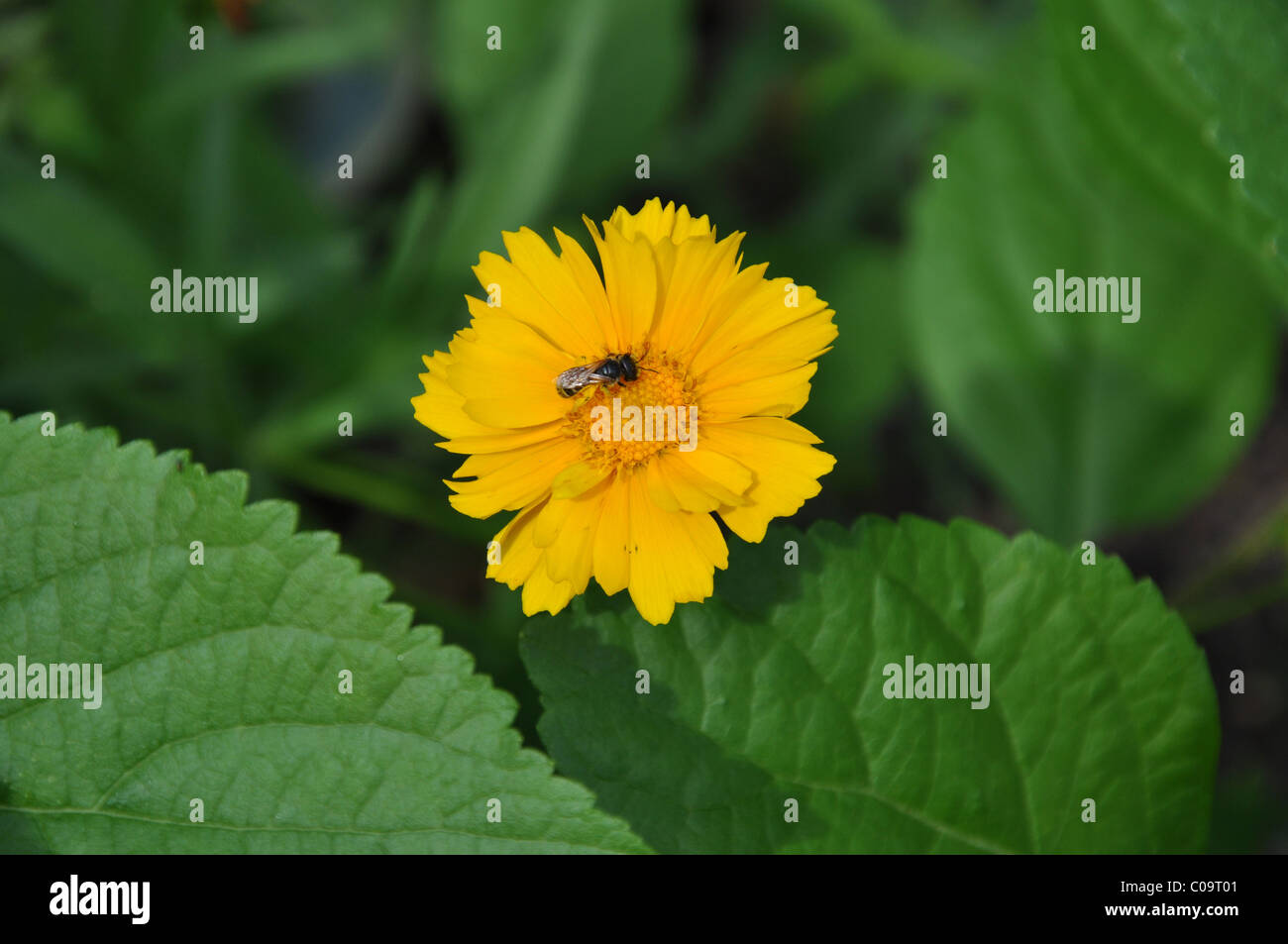 A single Coreopsis bloom with a bee in the sun Stock Photo