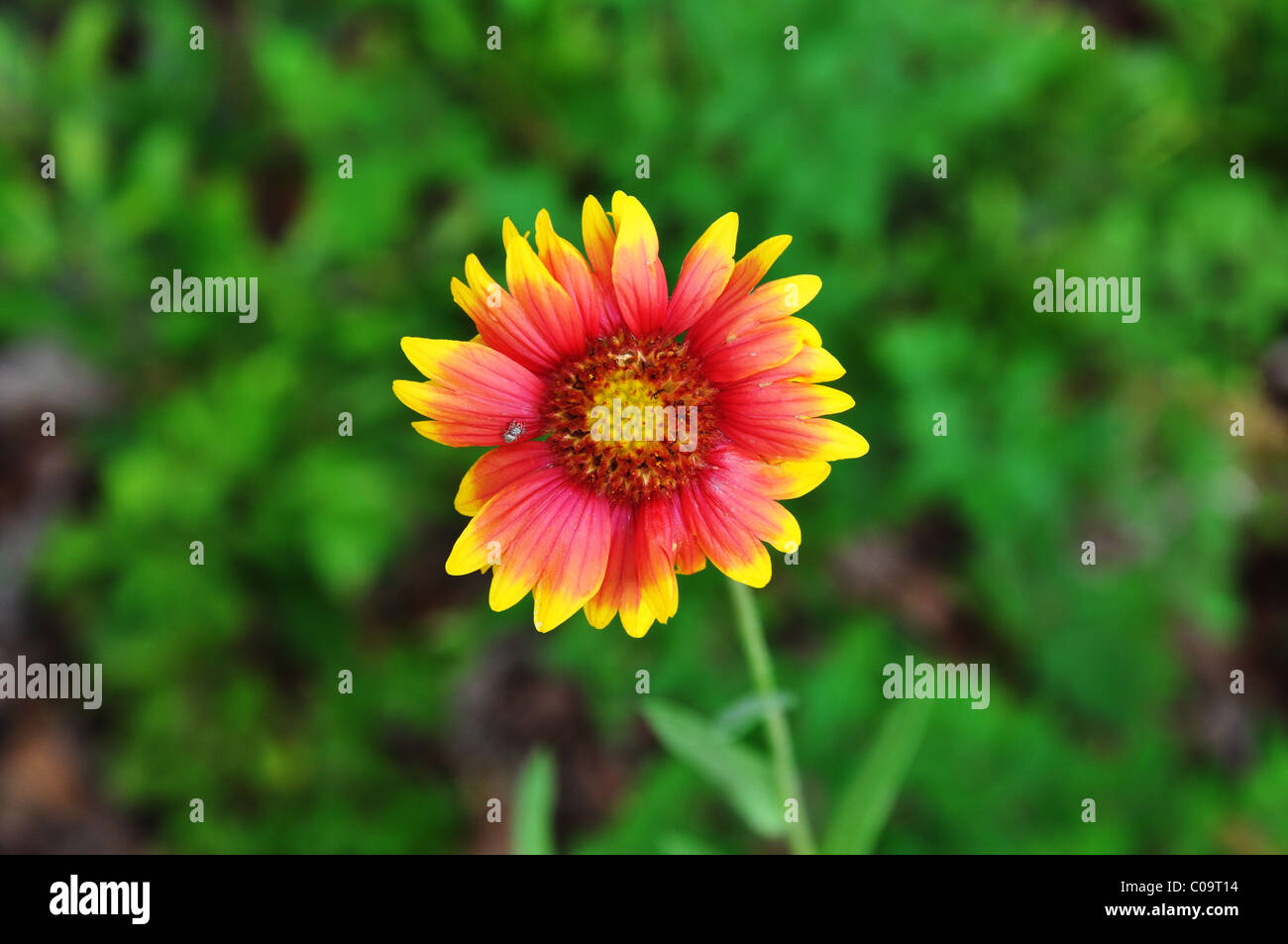 A single indian blanket daisy in the summer Stock Photo