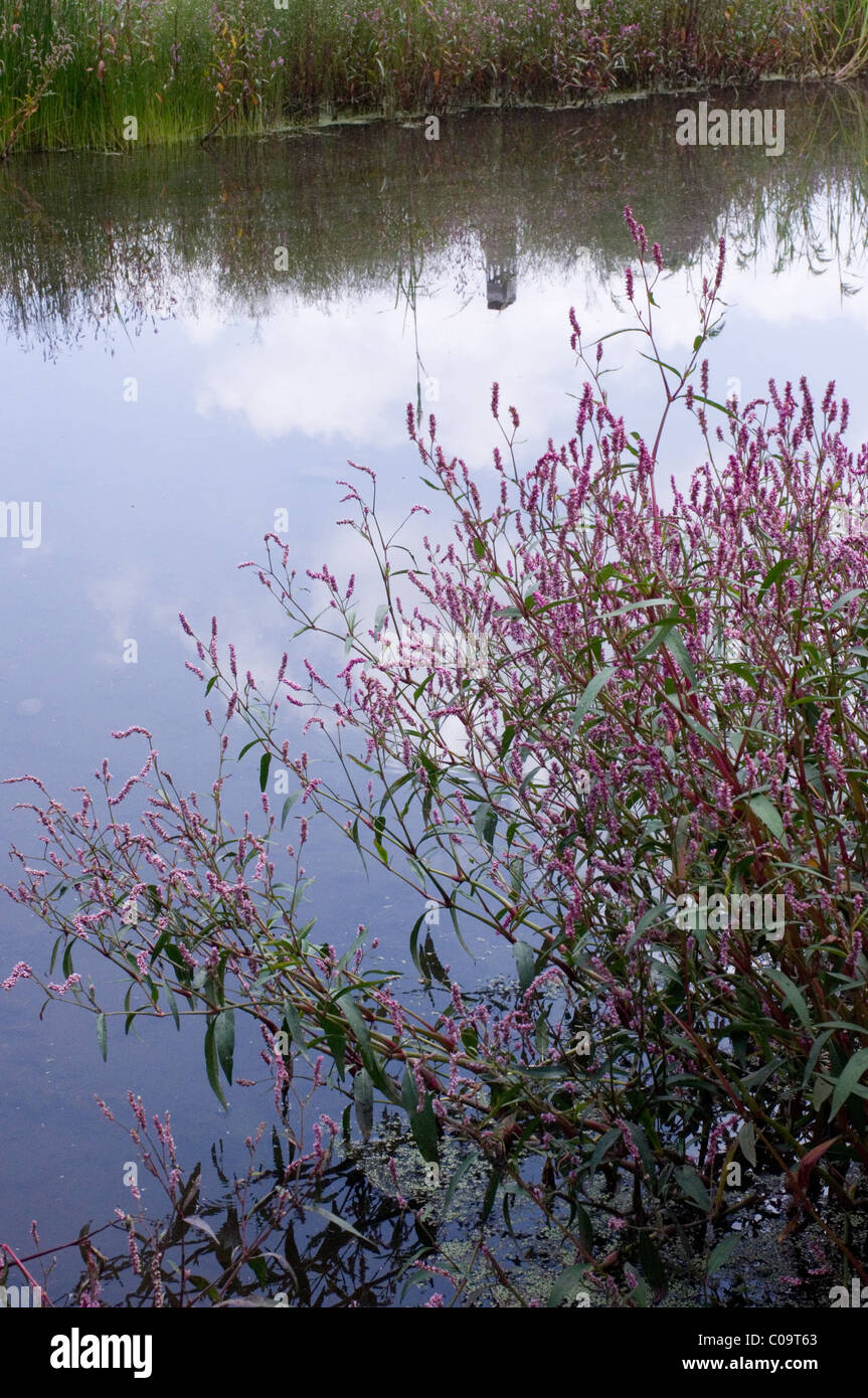 Wild water knotweed (Polygonum amphibium) growing in a vernal pond in Mexico Stock Photo