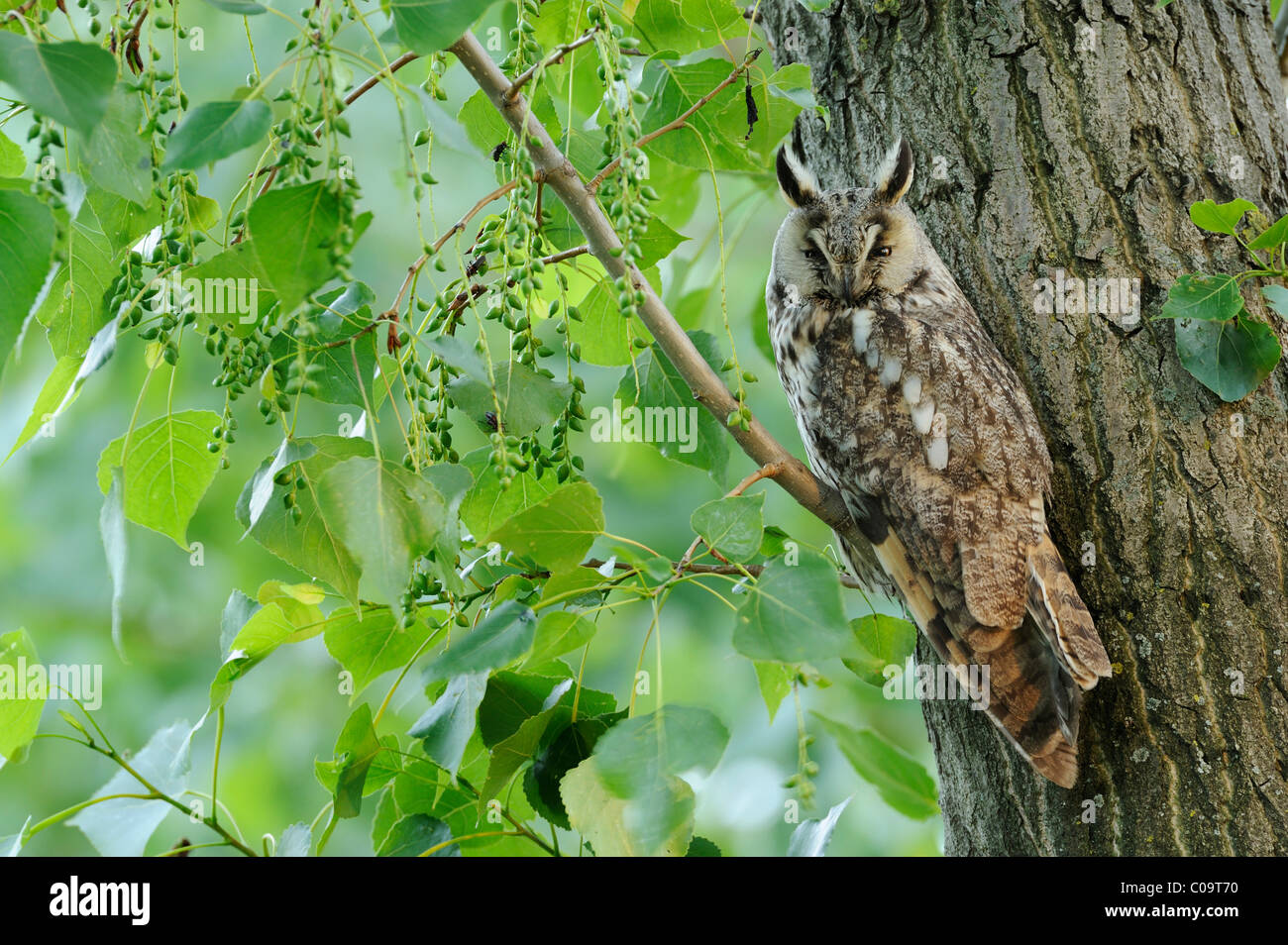 Long-eared owl (Asio otus) perched on a branch, camouflage Stock Photo