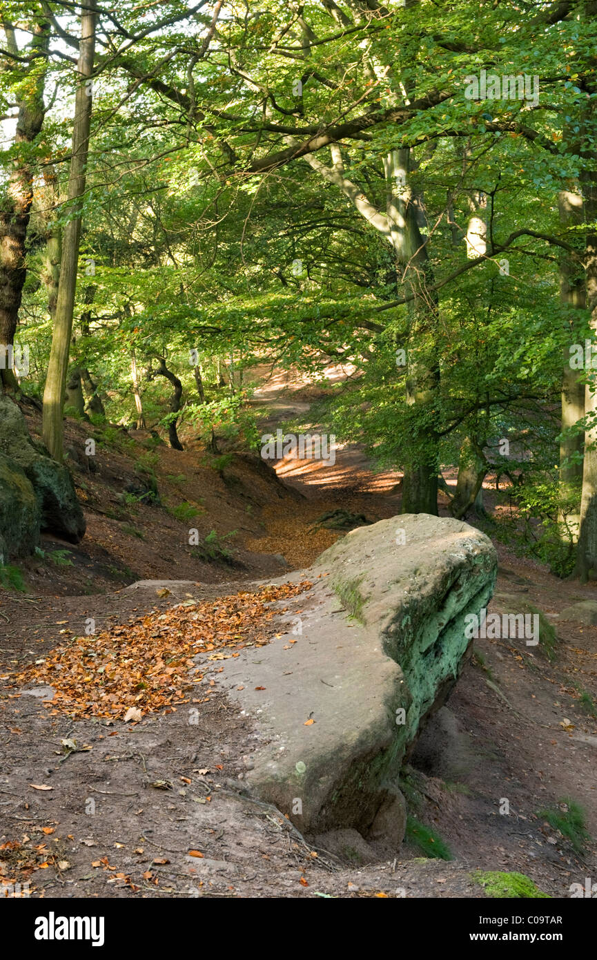 Sunlight & Shadows on Alderley Edge, Alderley Edge, Cheshire, England