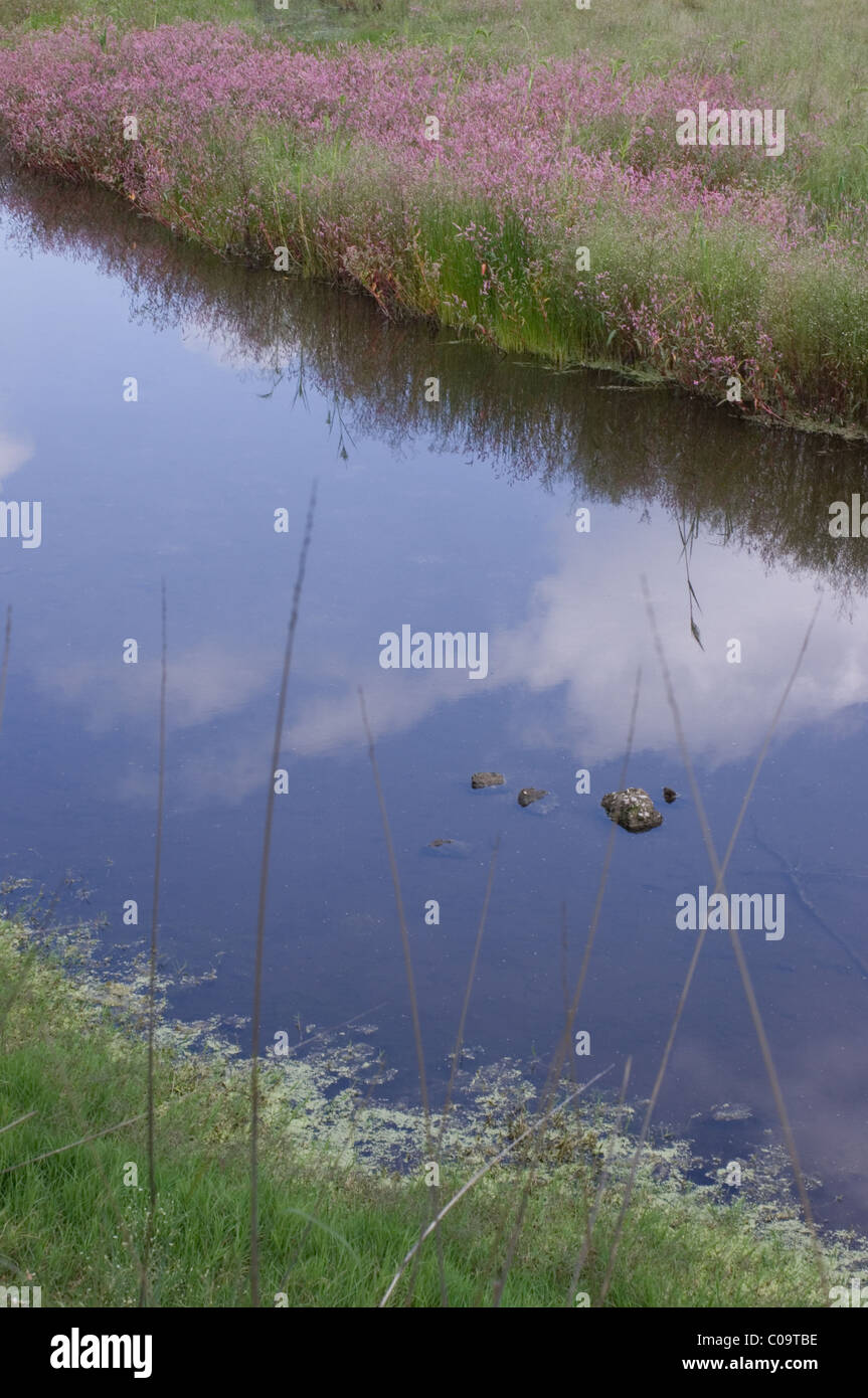 Vernal pond in central Mexico Stock Photo Alamy