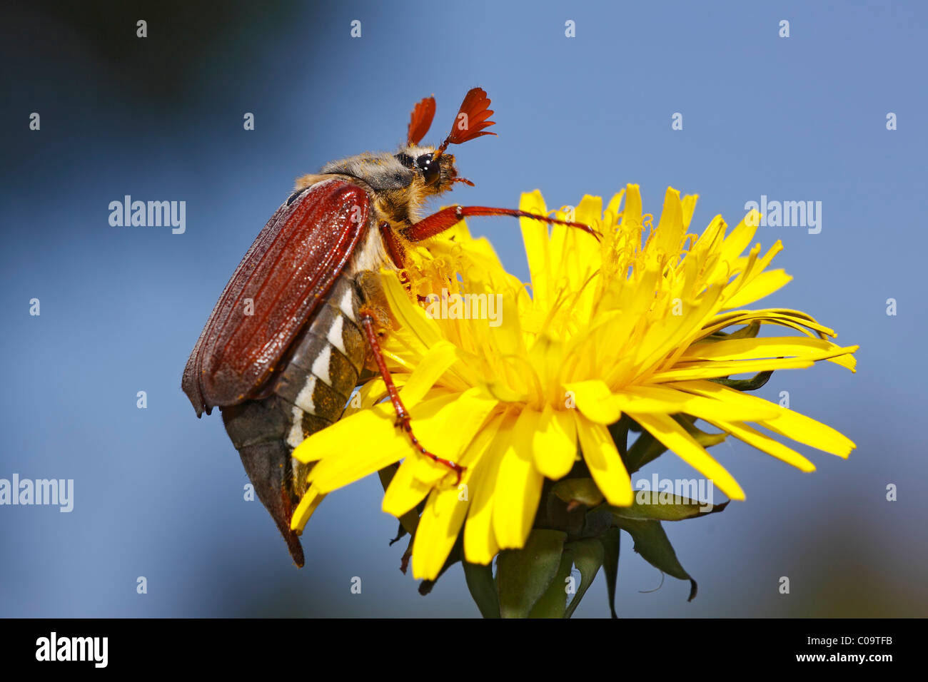 European cockchafer beetle or May beetle (Melolontha melolontha) on a dandelion flower (Taraxacum officinale) Stock Photo