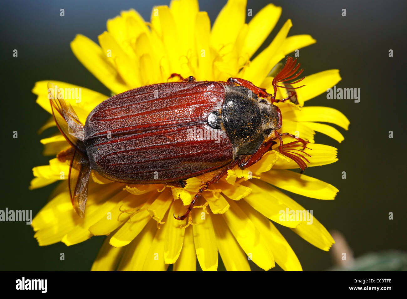 European cockchafer beetle or May beetle (Melolontha melolontha), with wings unfolded, on a dandelion flower (Taraxacum Stock Photo