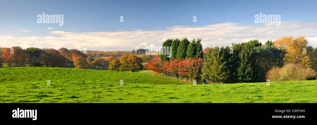 Pettypool Woods in Autumn, Near the Village of Whitegate, Cheshire, England, UK Stock Photo