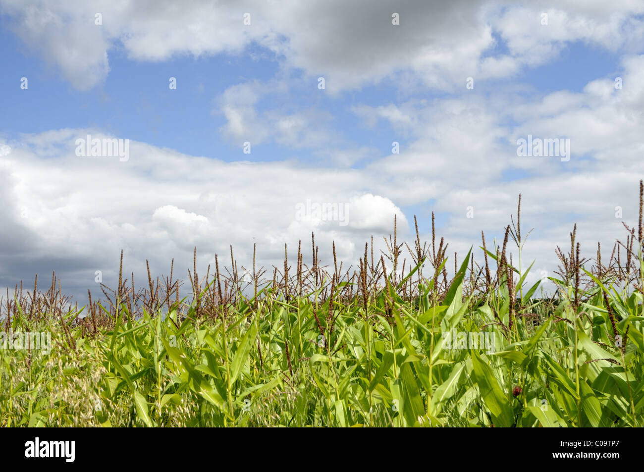 Maize field england hi-res stock photography and images - Alamy