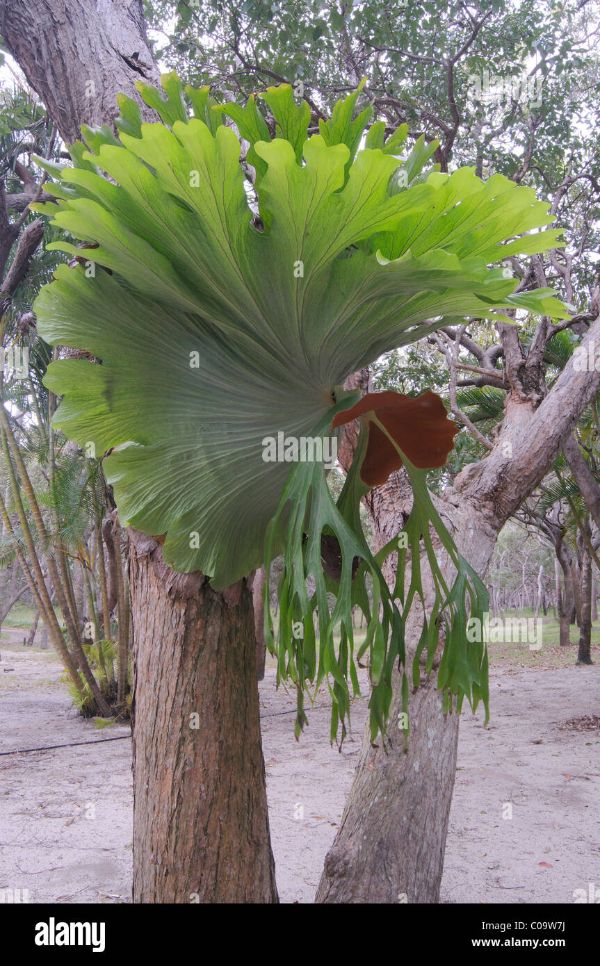 Elkhorn fern hires stock photography and images Alamy