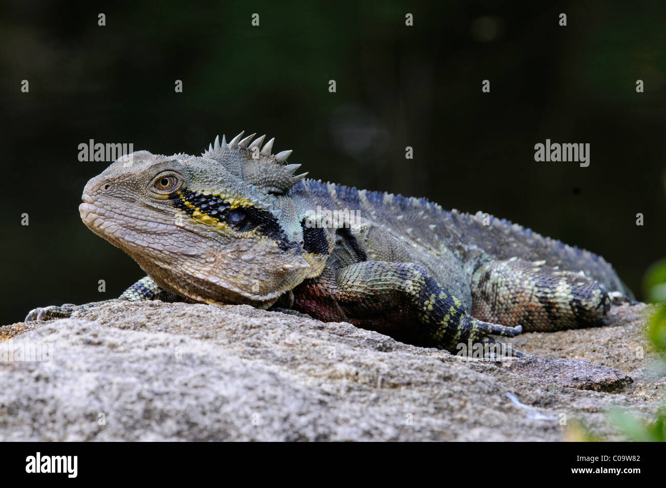 Australian water dragon (Physignathus lesueurii), Australia Stock Photo