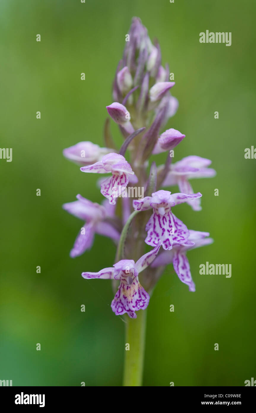 Heath spotted orchid, Moorland spotted orchid (Dactylorhiza maculata) Stock Photo
