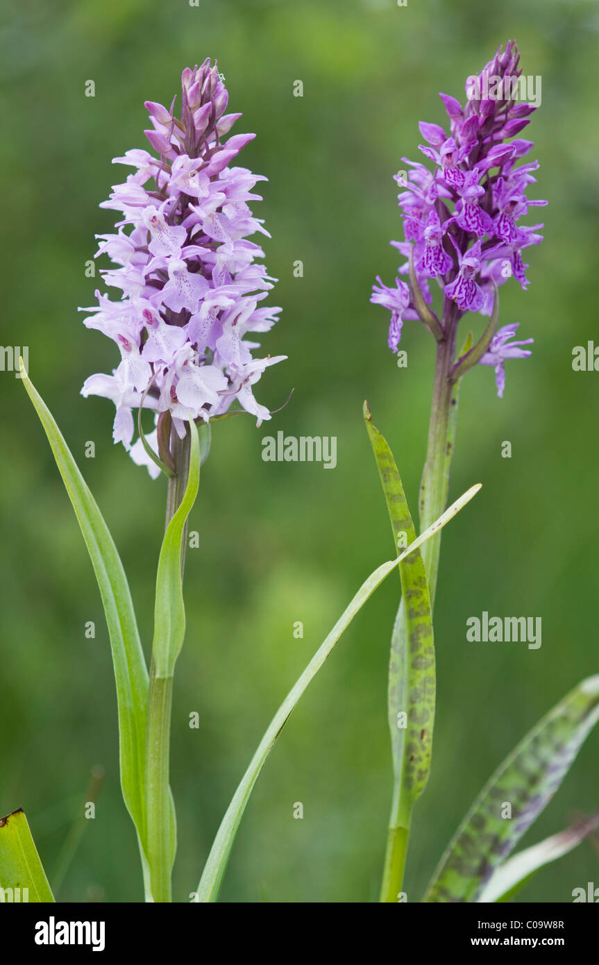 Heath spotted orchid, Moorland spotted orchid (Dactylorhiza maculata) Stock Photo