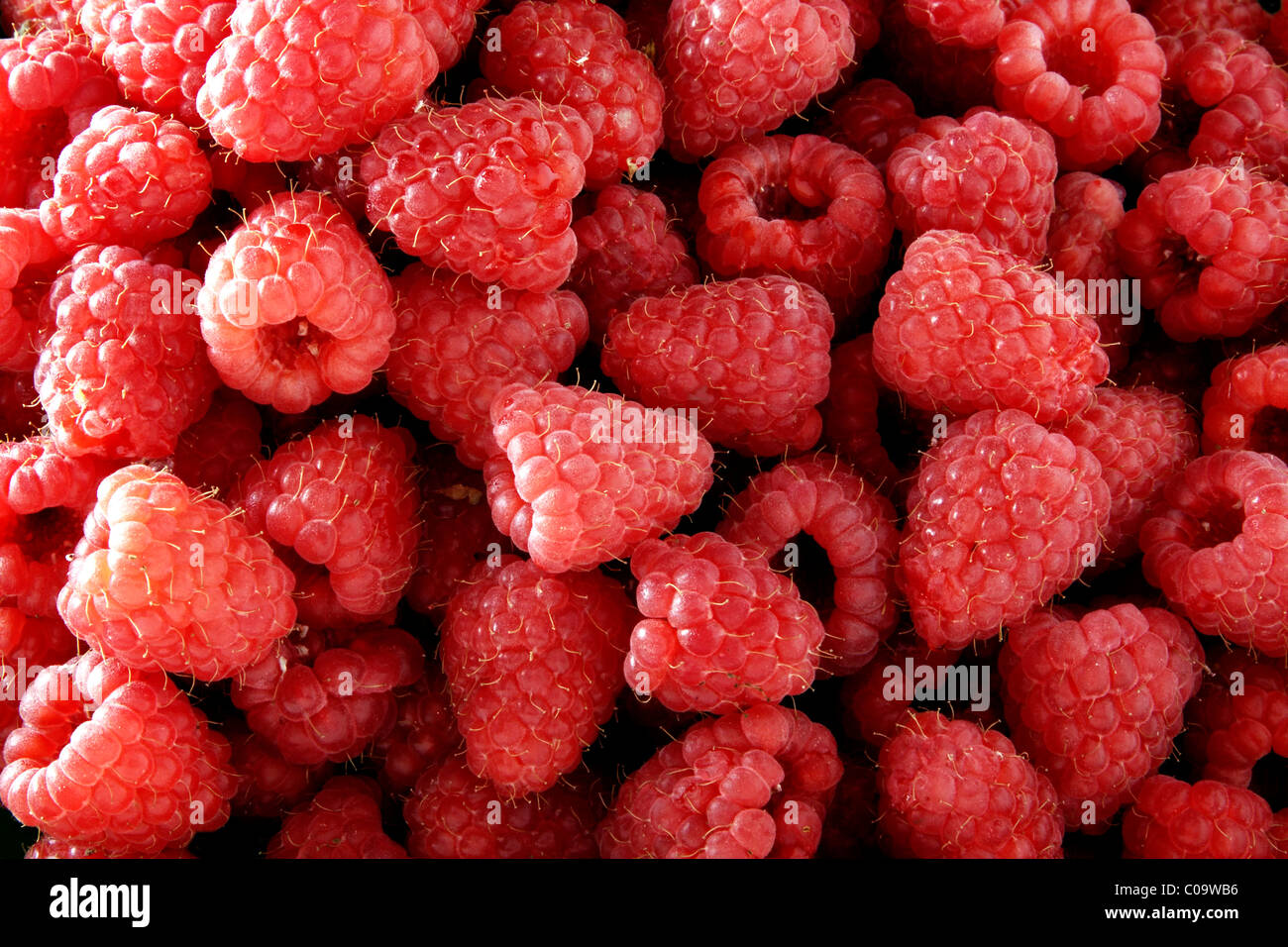Raspberries (Rubus idaeus) Stock Photo