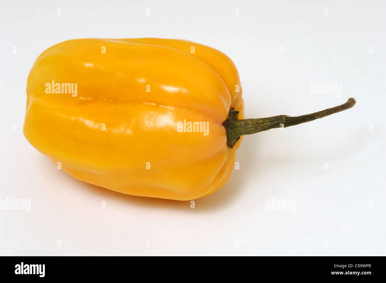 Habanero Chilli Pepper Stock Photo