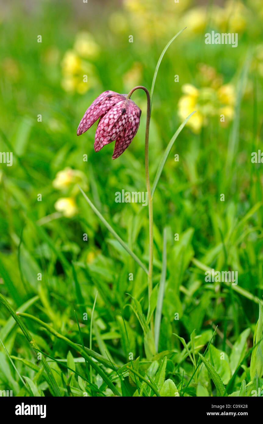 Snake's head fritillary, Checkered daffodil, Chess flower (Fritillaria meleagris) Stock Photo