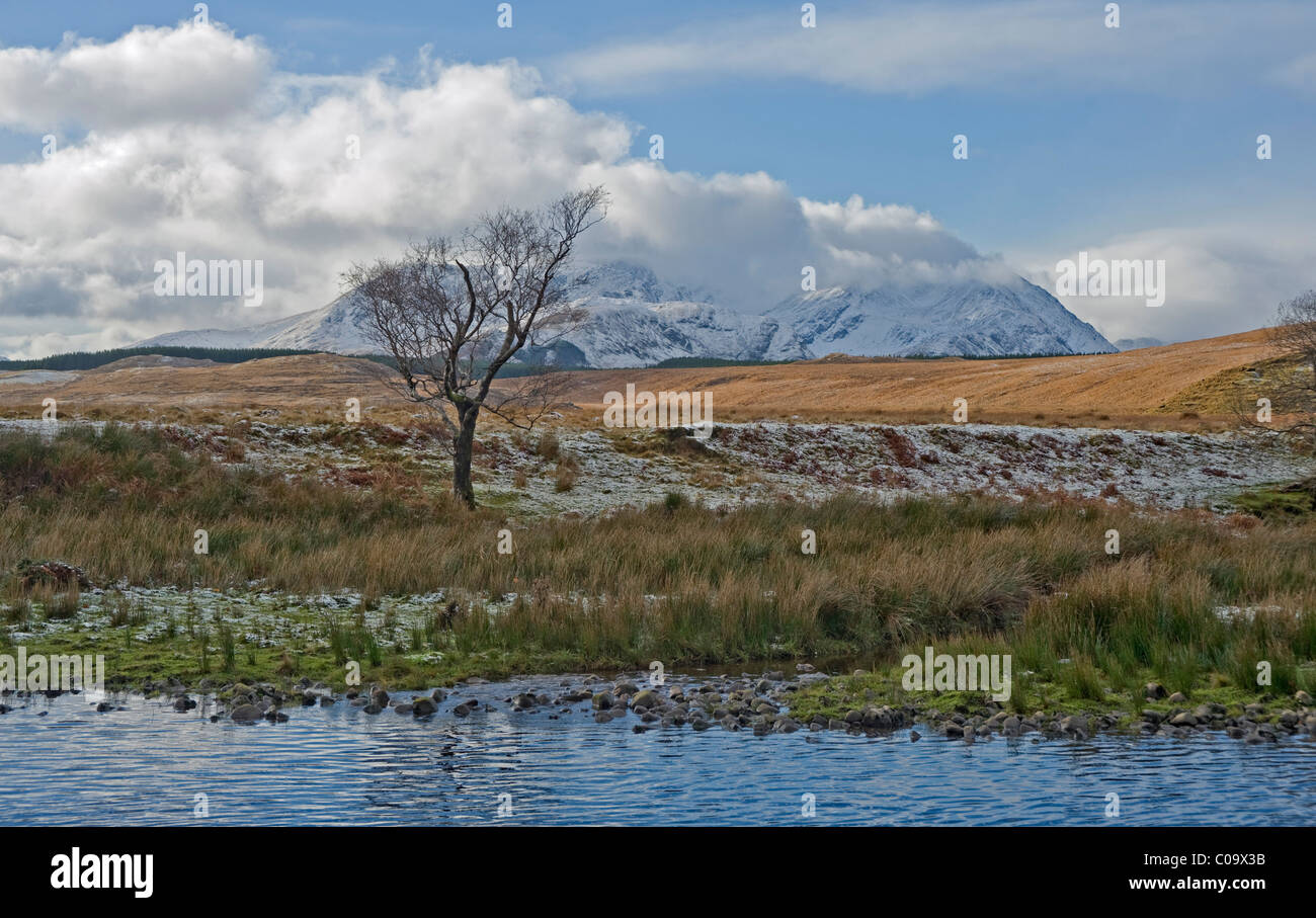 A solitary tree by the Owenmore River with Sheefry Hills in the background. Connemara. Stock Photo